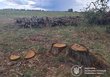 Масштабна вирубка: Потіївська сільська рада має відшкодувати державі 2,5 млн грн за вирубку 122 дерев